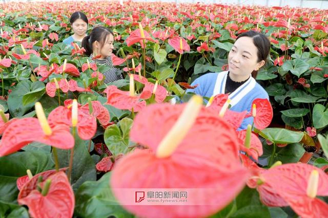 阜阳认定6个特色农产品优势区